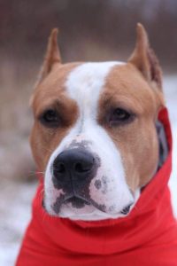 Glorysband Alert Guard 2 — Amstaff купить амстаффа Беларусь