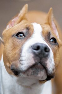 Glorysband Flag Red — Amstaff купить амстаффа Беларусь