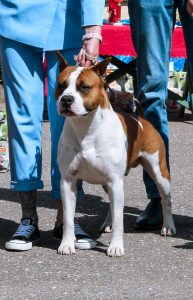 Glorysband Gangster — Amstaff купить амстаффа Беларусь