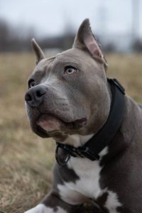 Glorysband Gelald — Amstaff купить амстаффа Беларусь