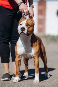 Glorysband Lamborghini Diablo — Amstaff купить амстаффа Беларусь