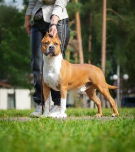 Glorysband Talisman Good Luck 1 — Amstaff купить амстаффа Беларусь