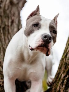 Glorysband Top Gun — Amstaff купить амстаффа Беларусь