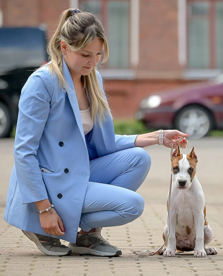 О нас — American Staffordshire Terrier | Glorysband Maria Bondareva Glorysband Brabus — Amstaff купить амстаффа Беларусь