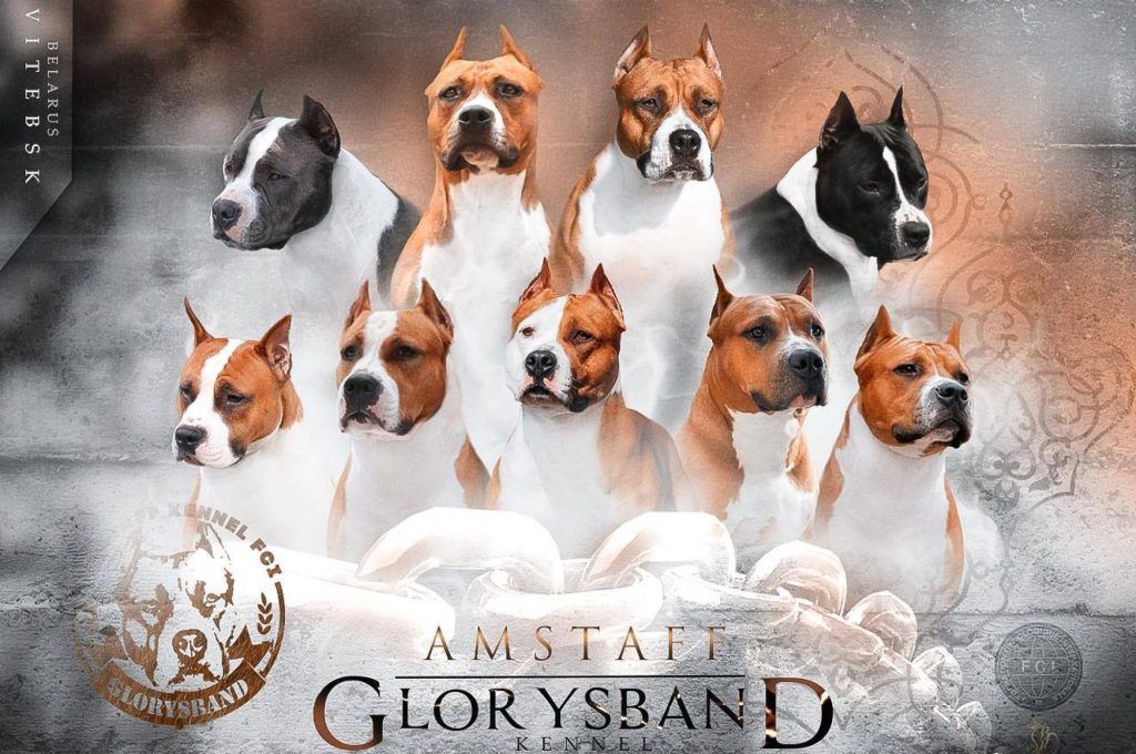 О нас — American Staffordshire Terrier | Glorysband cropped Glorysband — Amstaff купить амстаффа Беларусь