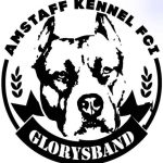 Отборное разведение — American Staffordshire Terrier | Glorysband купить амстаффа беларусь