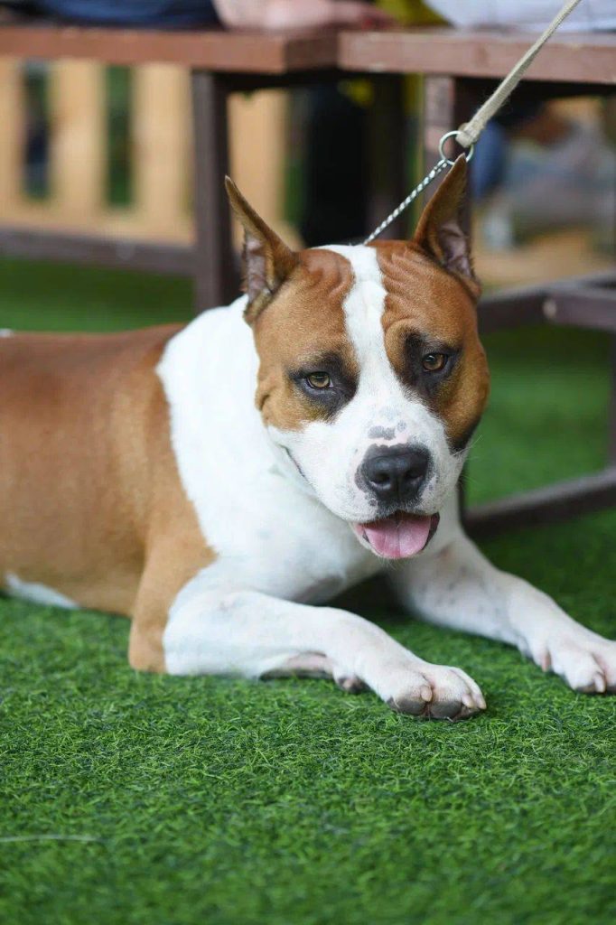 amstaff champion Russia Gangster