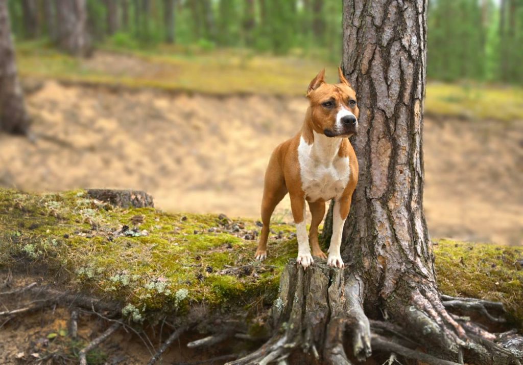 Amstaff Glorysband in forest