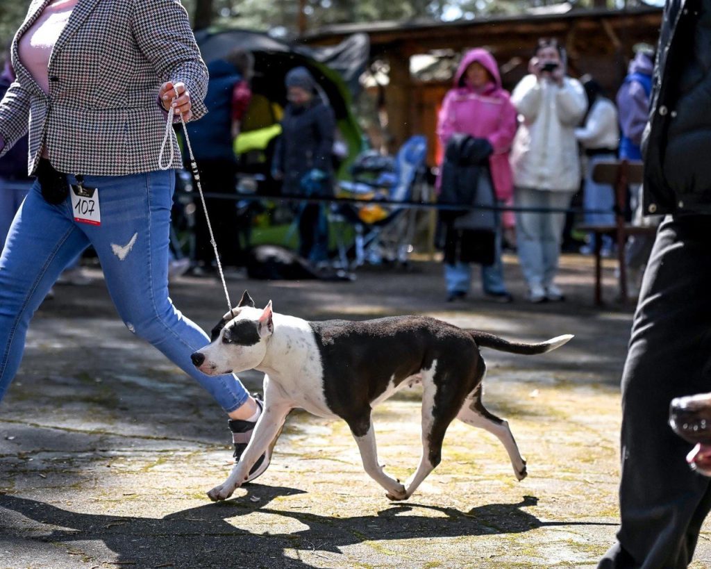 amstaff champion Belarus female