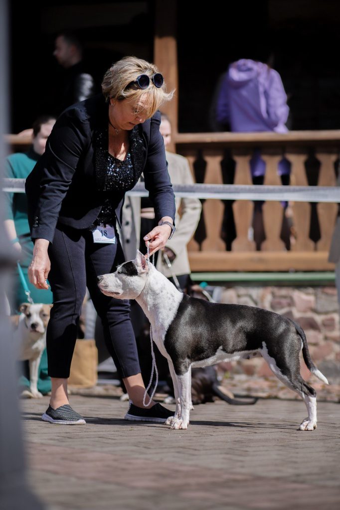 amstaff junior champion Belarus