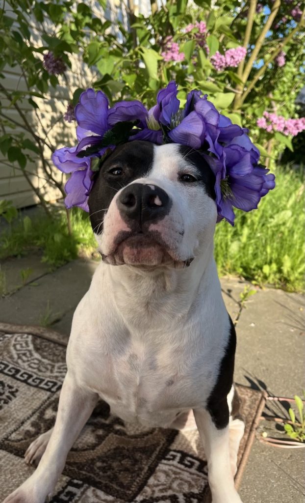 Ukraine Amstaff champion of Belarus