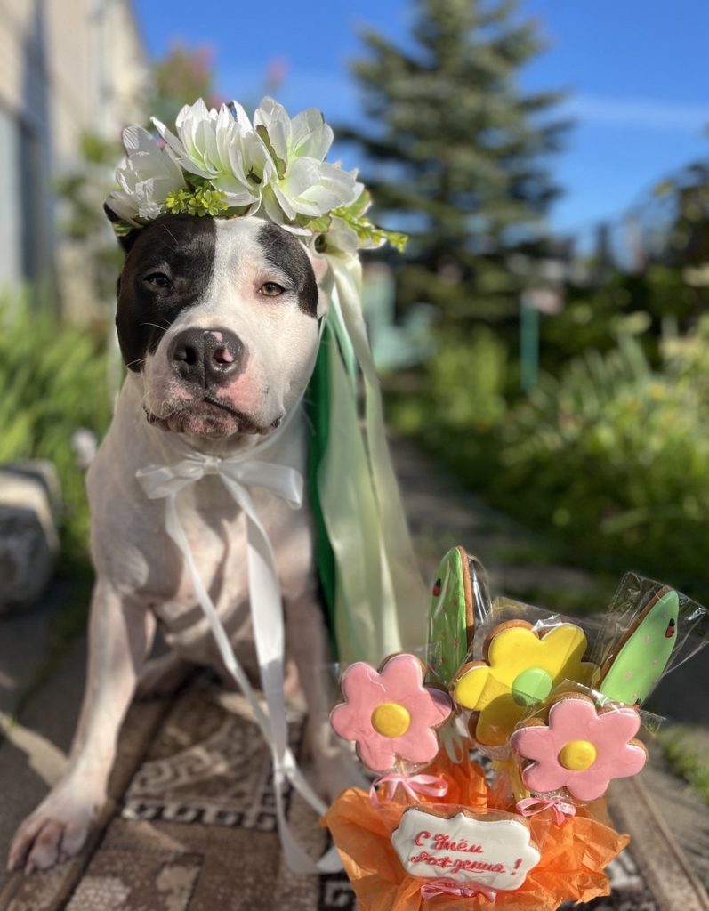 Amstaff happy birthday