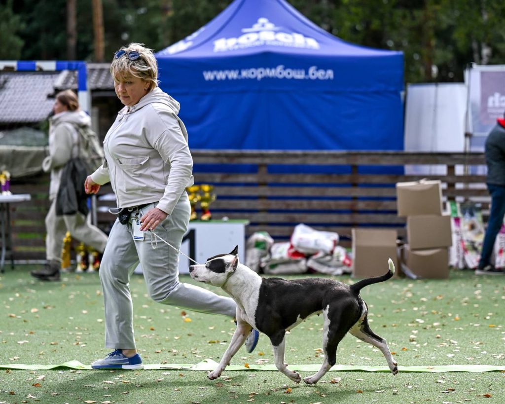 Black and white amstaff champion female junior