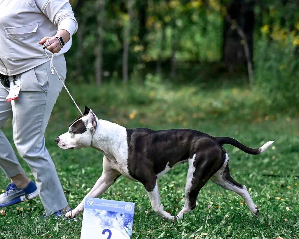Glorysband Solarteam amstaff