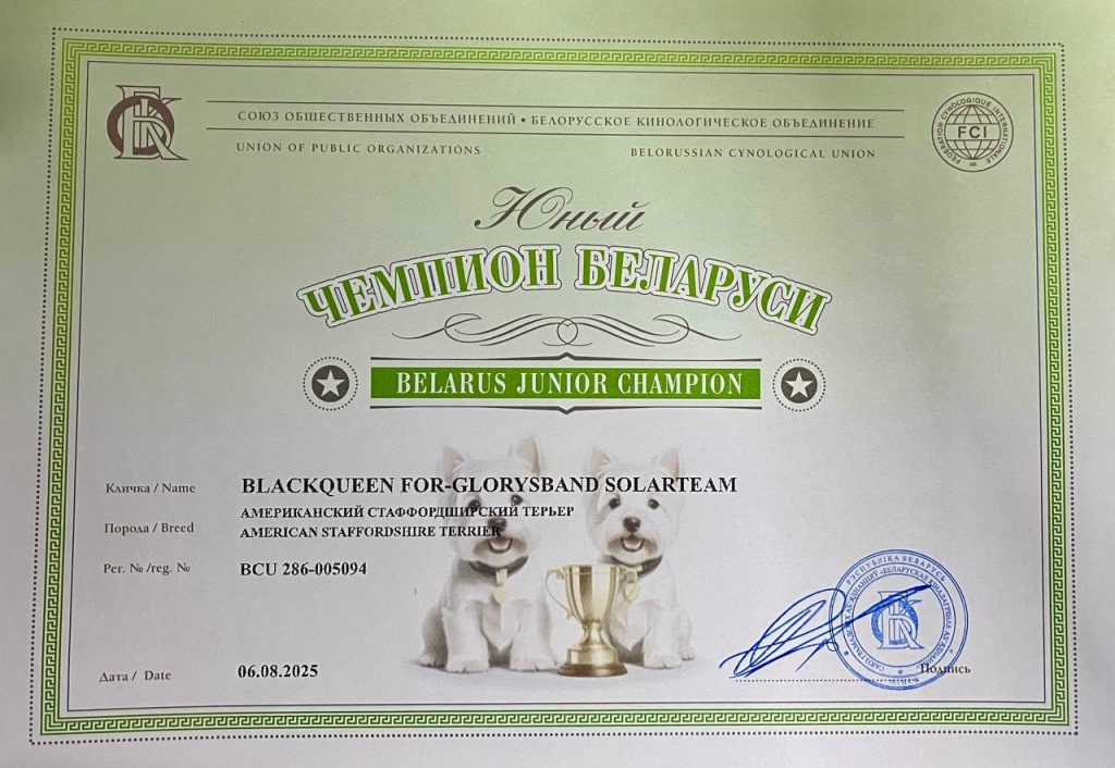 Black Queen for Glorysband Solarteam Junior Champion Belarus amstaff
