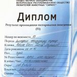 American Staffordshire Terrier temperament test T1 — психическое обследование амстаффа Glorysband kennel