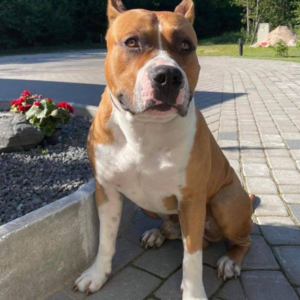 Выпускники — American Staffordshire Terrier | Glorysband Glorysband Absolut Power