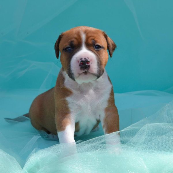 Выпускники — American Staffordshire Terrier | Glorysband Glorysband Absolut Power puppy