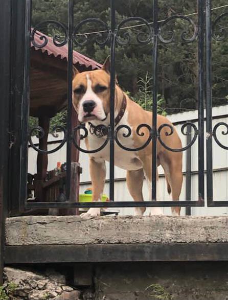 Выпускники — American Staffordshire Terrier | Glorysband Glorysband Adamant Will