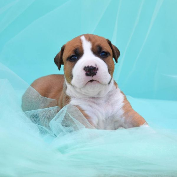 Выпускники — American Staffordshire Terrier | Glorysband Glorysband Adamant Will puppy