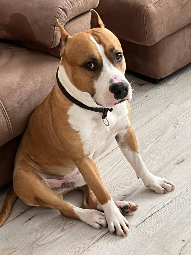 Amstaff champion Adamant Will Glorysband kennel — American Staffordshire Terrier чемпион