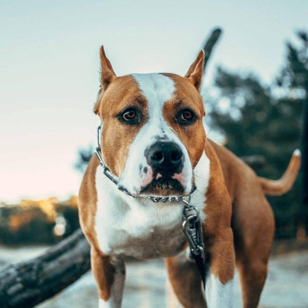 Выпускники — American Staffordshire Terrier | Glorysband Glorysband Alert Guard