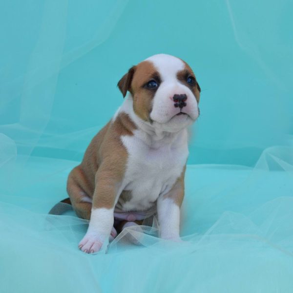 Выпускники — American Staffordshire Terrier | Glorysband Glorysband Alert Guard puppy