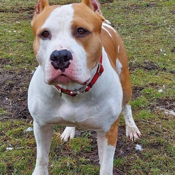 Выпускники — American Staffordshire Terrier | Glorysband Glorysband Alter Ego