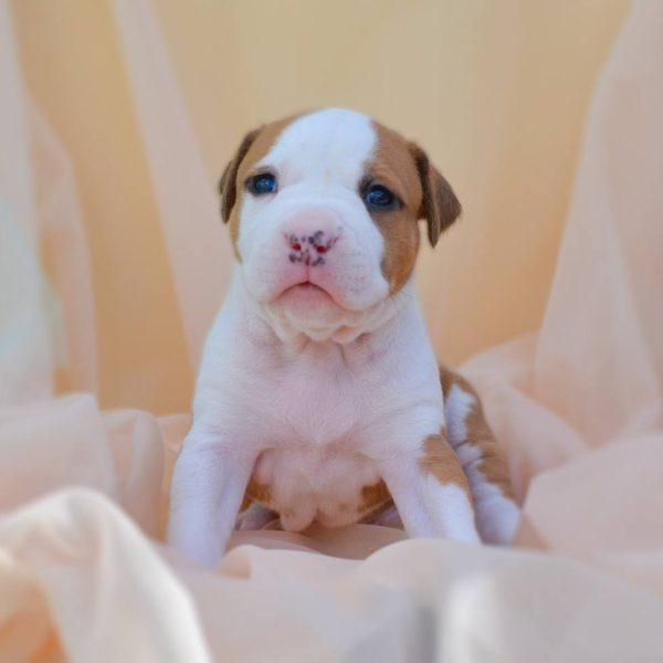 Выпускники — American Staffordshire Terrier | Glorysband Glorysband Alter Ego puppy