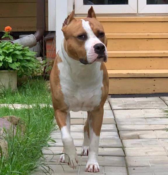 Выпускники — American Staffordshire Terrier | Glorysband Glorysband Amazing Boy