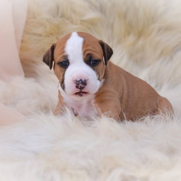 Выпускники — American Staffordshire Terrier | Glorysband Glorysband Amazing Boy puppy