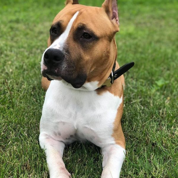 Выпускники — American Staffordshire Terrier | Glorysband Glorysband American Dream