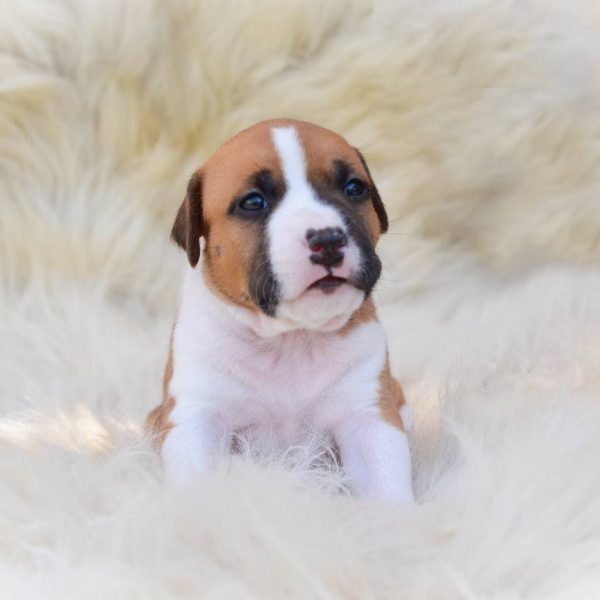 Выпускники — American Staffordshire Terrier | Glorysband Glorysband American Dream puppy