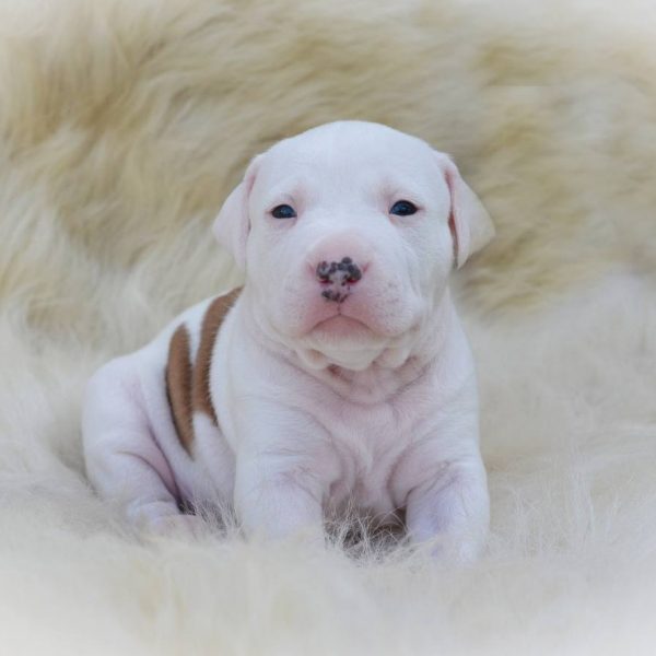 Выпускники — American Staffordshire Terrier | Glorysband Glorysband Atlantic Storm puppy
