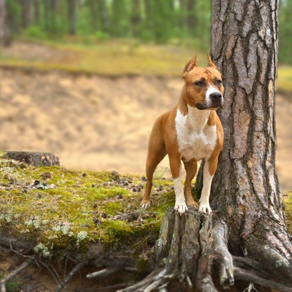Выпускники — American Staffordshire Terrier | Glorysband Glorysband Atomic Bomb