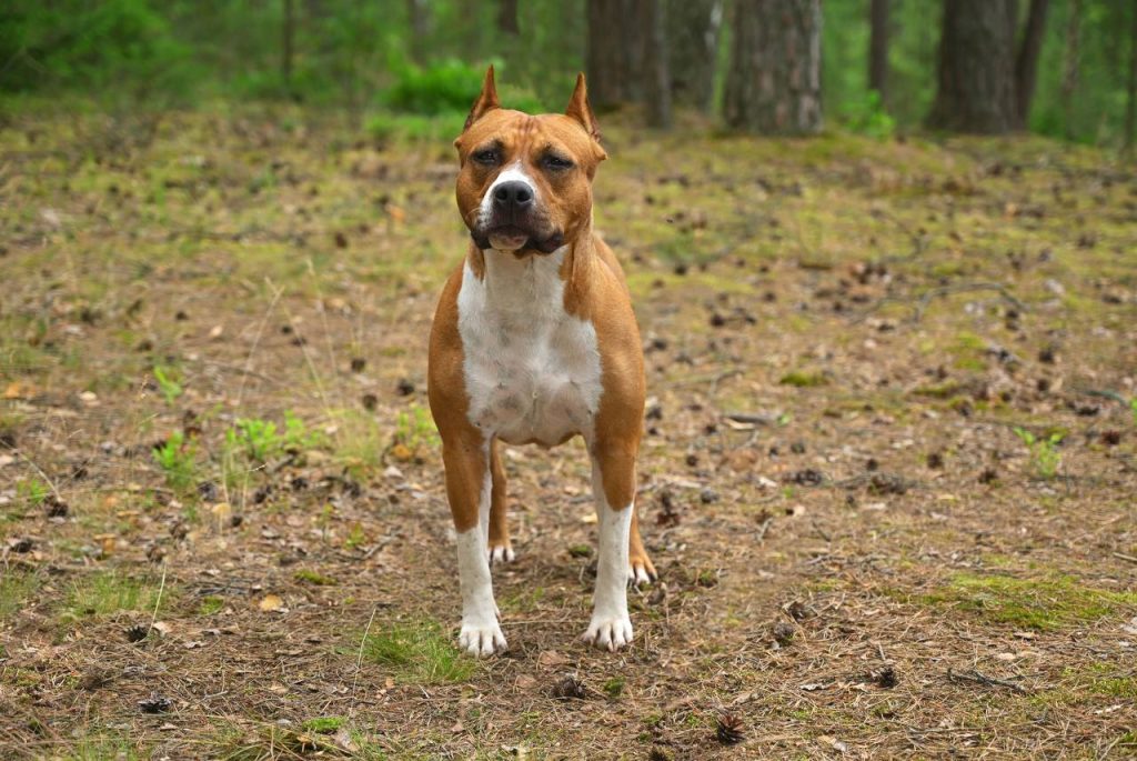 Amstaff in the forest