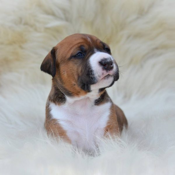 Выпускники — American Staffordshire Terrier | Glorysband Glorysband Atomic Bomb puppy