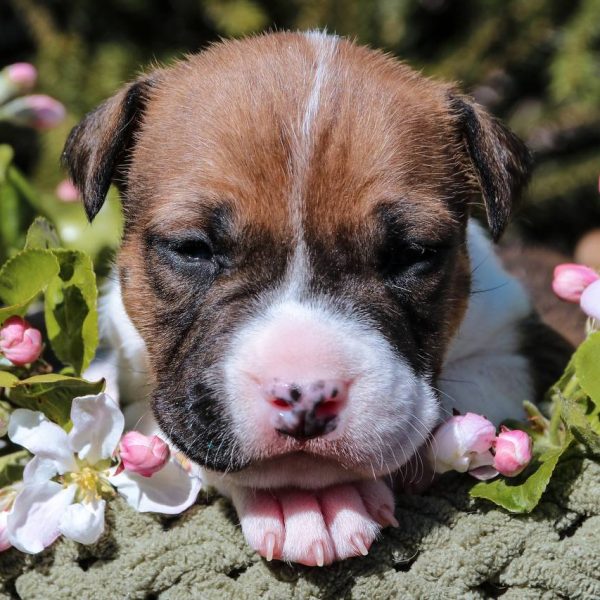 Выпускники — American Staffordshire Terrier | Glorysband Glorysband Bacardi puppy