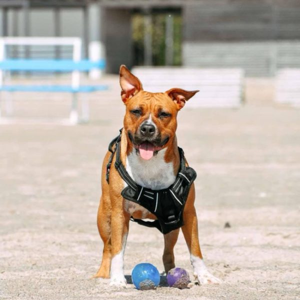 Выпускники — American Staffordshire Terrier | Glorysband Glorysband Bagira