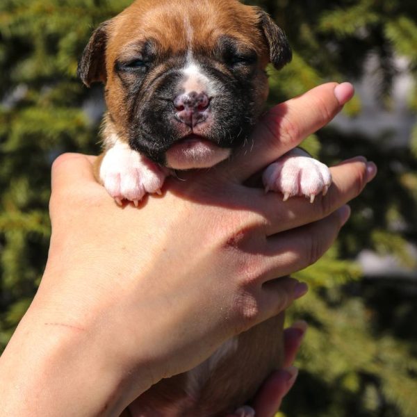 Выпускники — American Staffordshire Terrier | Glorysband Glorysband Bagira puppy