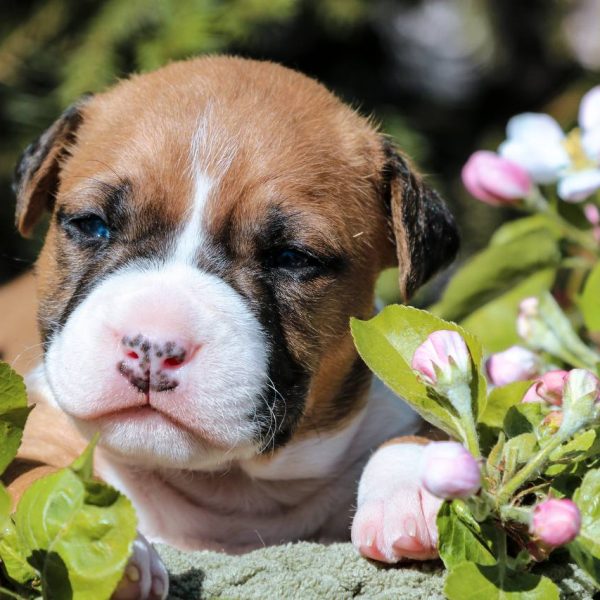 Выпускники — American Staffordshire Terrier | Glorysband Glorysband Balenciaga puppy