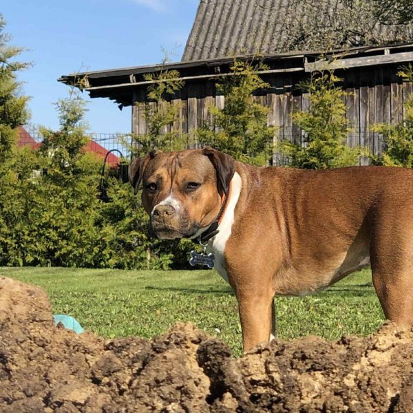 Выпускники — American Staffordshire Terrier | Glorysband Glorysband Barberry