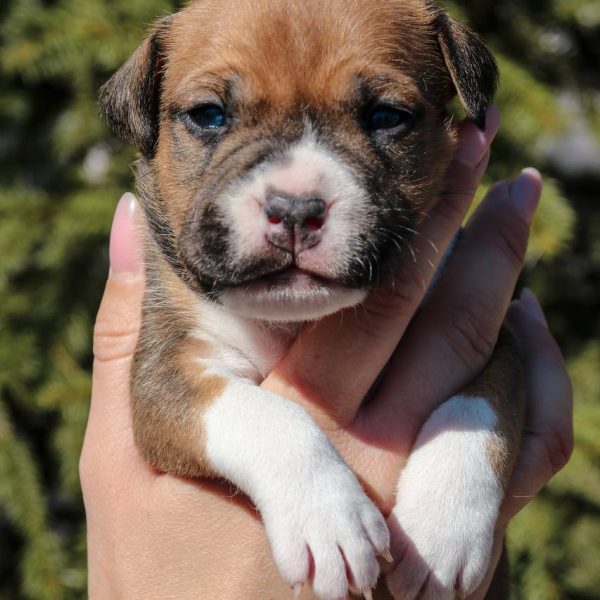 Выпускники — American Staffordshire Terrier | Glorysband Glorysband Barberry puppy