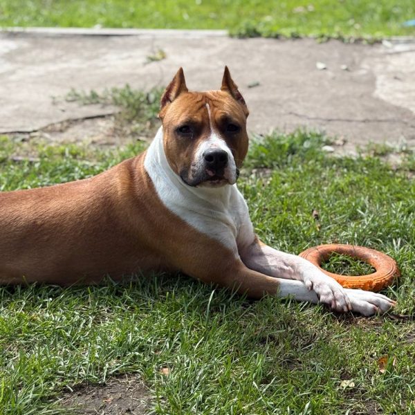 Выпускники — American Staffordshire Terrier | Glorysband Glorysband Beretta