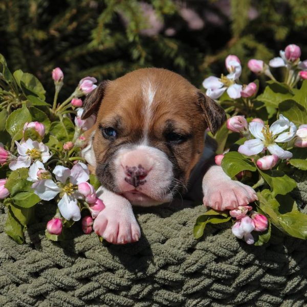 Выпускники — American Staffordshire Terrier | Glorysband Glorysband Beretta puppy