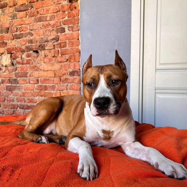 Выпускники — American Staffordshire Terrier | Glorysband американский стаффордширский терьер сука Беларусь