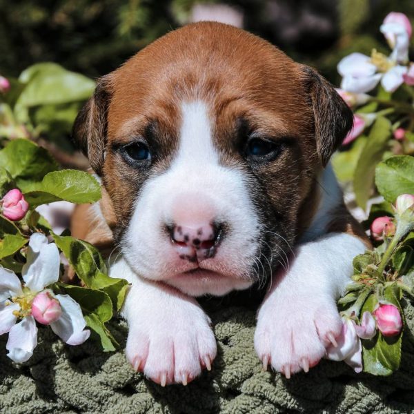 Выпускники — American Staffordshire Terrier | Glorysband маленький щенок амстаффа