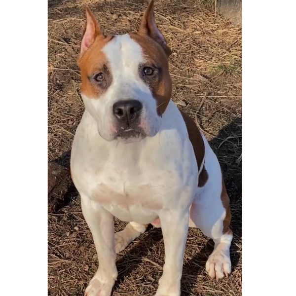 Выпускники — American Staffordshire Terrier | Glorysband очень красивый амстафф Glorysband Беларусь