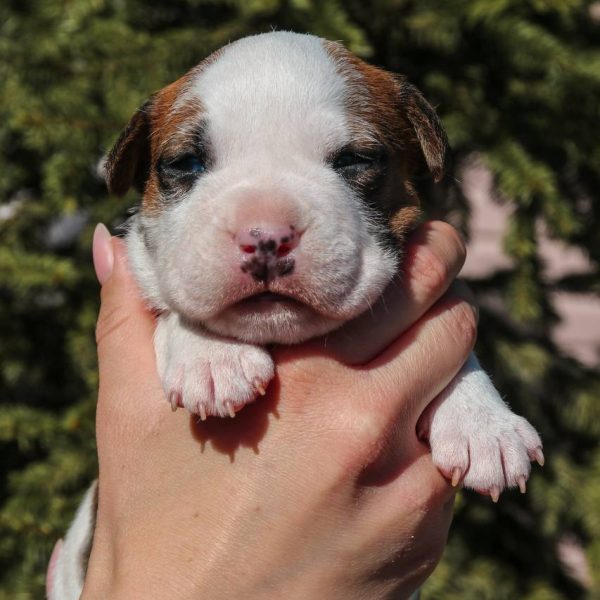 Выпускники — American Staffordshire Terrier | Glorysband амстафф модерат щенок Беларусь
