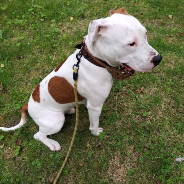 Выпускники — American Staffordshire Terrier | Glorysband Glorysband Denwer